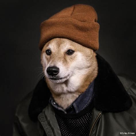 Dogs Who Deserve More Followers Than You Bodhi The Menswear Dog If
