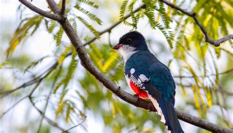 Cuban Trogon The National Bird Of Cuba Unianimal