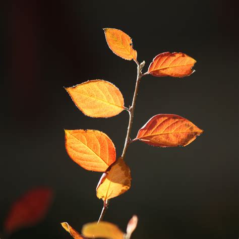 Fall Leaves in the Sun Close Up Picture | Free Photograph | Photos Public Domain