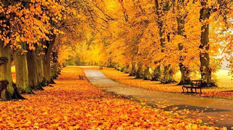 Other Autumn Park Path Sidewalk Trees Benches Fall Leaves Walkway Wallpaper Background Free