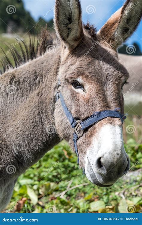 Portrait Of A Donkey Stock Photo Image Of Mammal Grass 106343542