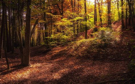 Autumn Forest Evening Trees Fallen Leaves Autumn Hd Wallpaper Peakpx