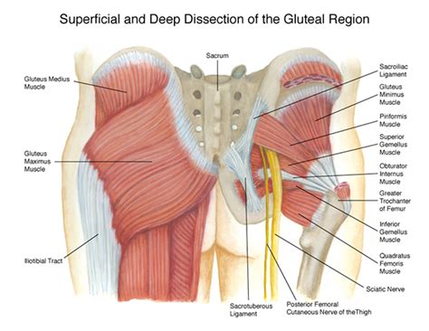 Spinal flexion, posterior pelvic tilt slideshow 1956894 by suchin. Gluteal Region Diagram on RIT Portfolios