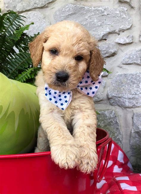 Goldendoodle puppies for sale and dogs for adoption. Goldendoodle Puppies For Sale | Sharpsburg, GA #334210