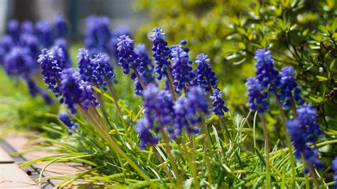 1920x1080 blue blur macro flowers muscari coolwallpapers me