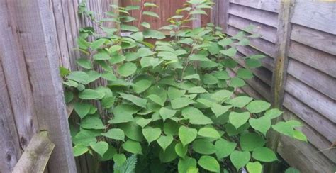 Expert legal witness and neighbour dispute resolution. What is Japanese Knotweed? - Meaby&Co Solicitors