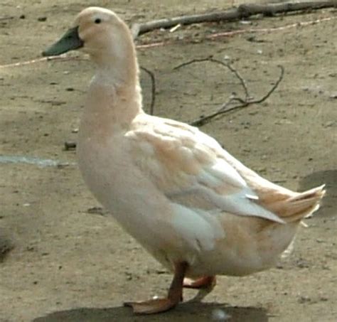 Golden Cascade Duck Characteristics Uses Facts And Tips