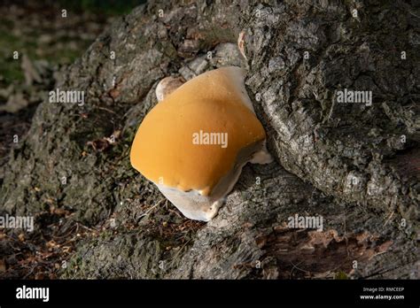 Orange Fungi Sponge Like Fungus Growing On A Tree Trunk Whitewell