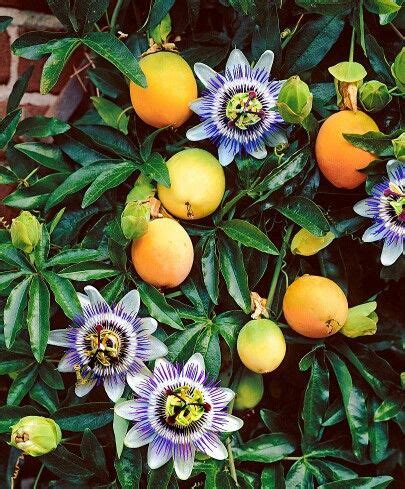 Passiflora Passiflora Cincinnata Flor de la pasión Jardineria y