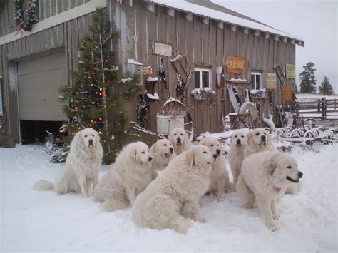 Great Pyrenees Dog House Plans