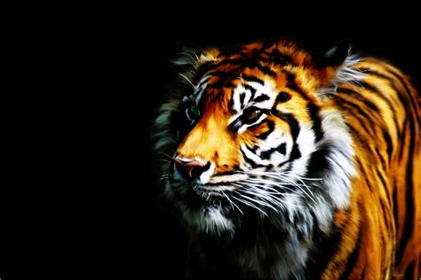 3d Tiger Wallpaper Wallpapersafari