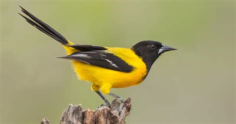 Audubons Oriole Identification All About Birds Cornell Lab Of