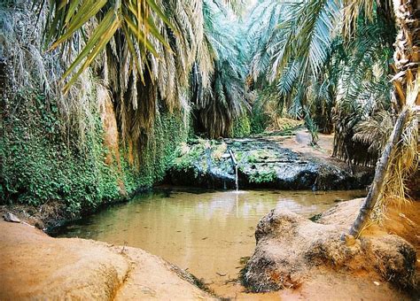 Tergit Mauritanie La Fameuse Oasis De Ladrar