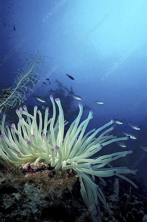 Giant Caribbean Sea Anemone Stock Image Z1450436 Science Photo