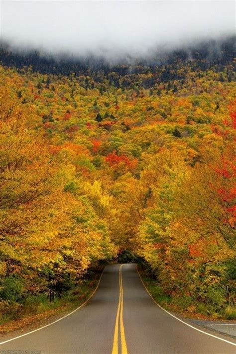 The 10 Most Beautiful Tree Tunnels In The World Scenic Beautiful