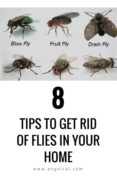 How To Get Rid Of Black Flies In Your Home