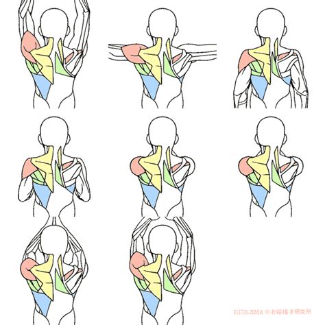 If your back muscle is bigger on one side, try doing these exercises that let you work each side individually. 등 그리는 방법 등 의 움직임