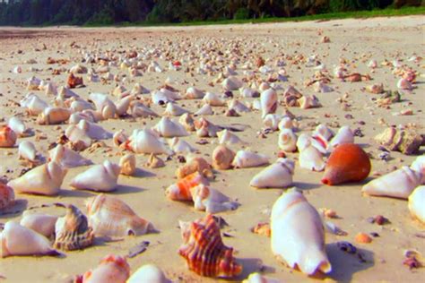 She Sells Sea Shells At The Sea Shore Seaweed And Sea Shells Beaches Of