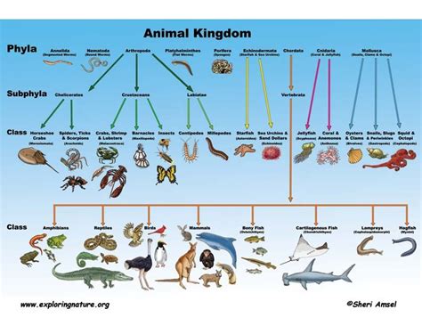 Animal Classification Animal Classification Animal Science Science