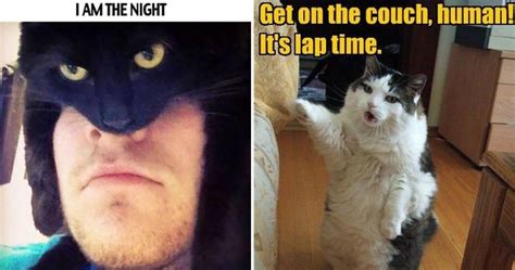 10 Funny Cat Memes That Will Make You Laugh Viral Cats Blog Images