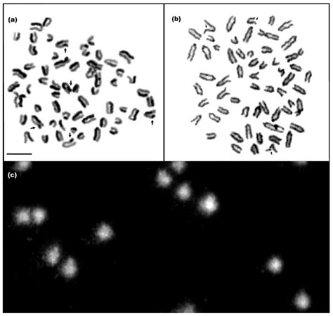 Animals | Free Full-Text | Effect of Selected Micro- and Macroelements