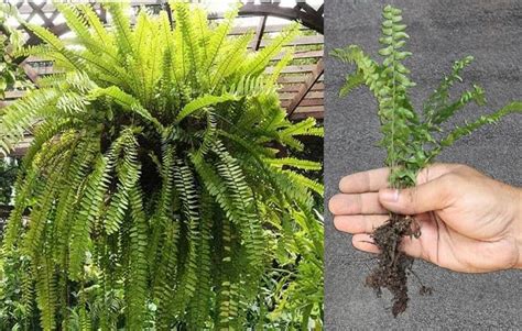 3 Ways To Easily Propagate Ferns Division Stolons And Spores