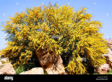 Akazien Acacia Spec Blühenden Akazien Italien Sizilien