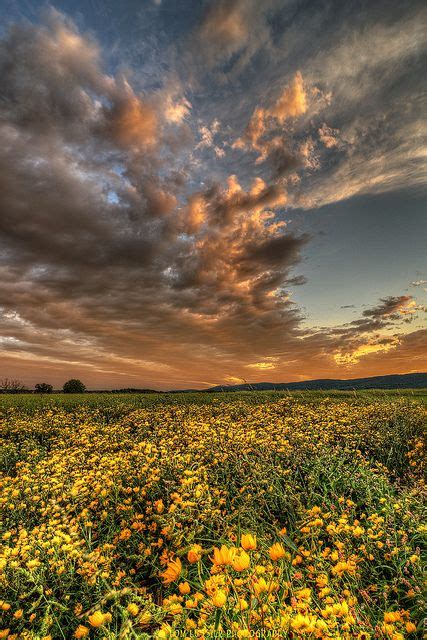 Valley Wildflower Sunset Wild Flowers Beautiful Nature Nature