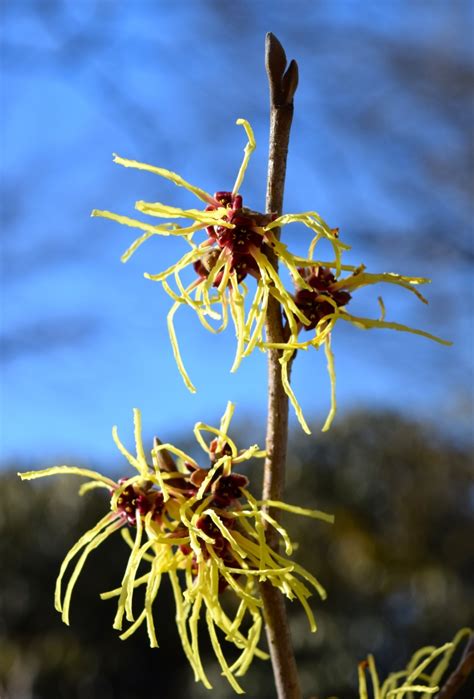 More Witch Hazels For Winter Into Spring Bloom Before You Garden