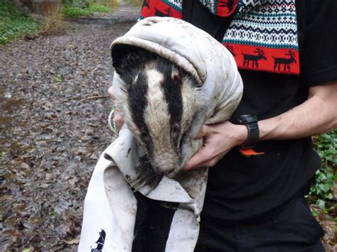 Badger Rescued In Lewes