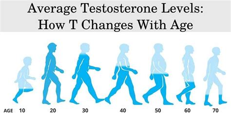 Normal Testosterone Levels By Age Male And Female Charts Hfs Clinic Hgh And Trt