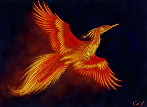 Phoenix Bird Wallpapers Top Free Phoenix Bird Backgrounds