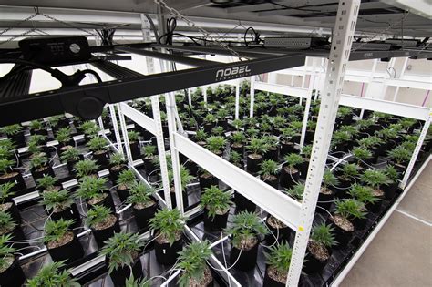 Vertical Lighting Grow Room Solutions