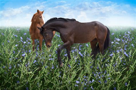 Pair Of Horses In The Meadow Among The Flowers Stock Photo Download