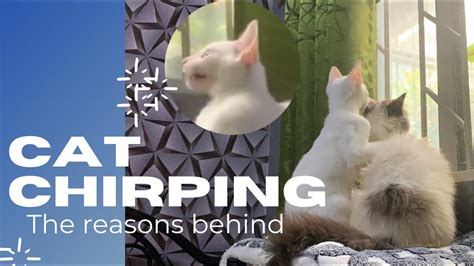Cat Chirping Chattering Youtube