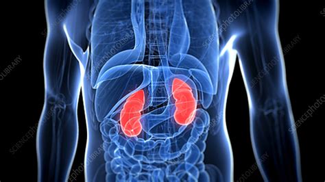 Healthy Kidneys Stock Video Clip K0037575 Science Photo Library