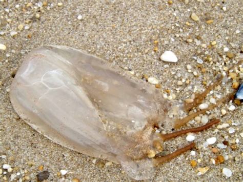 Another Rare Dangerous Jellyfish Found At Local Beach Tests Planned