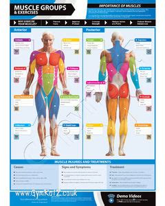 See more ideas about back muscles, muscle anatomy, shoulder muscle anatomy. Gym Exercise Poster - Muscle Groups and Exercises (with ...