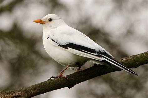 Leucistic And Albino Birds Bird Spot