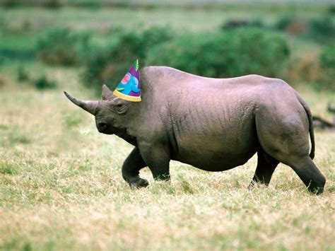 Wild Animals And Birds: Animals Without Neck Wallpapers