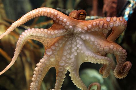 Octopus Inspires Color Changing Camouflage Tech Nbc News