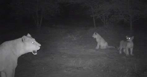 Lioness And Cubs Spotted In Marloth Park