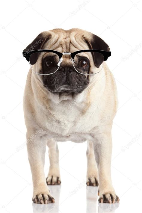 Pug Dog In Glasses — Stock Photo © Ewastudio 75757843