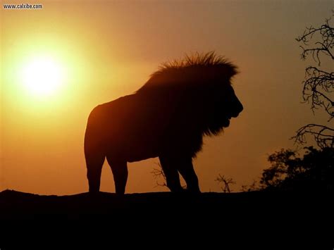 Nature Sunset Ridge African Lion Picture Nr 16421