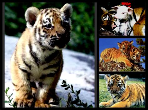 Tiger Cub Collage Tigerclan Fan Art 34588466 Fanpop