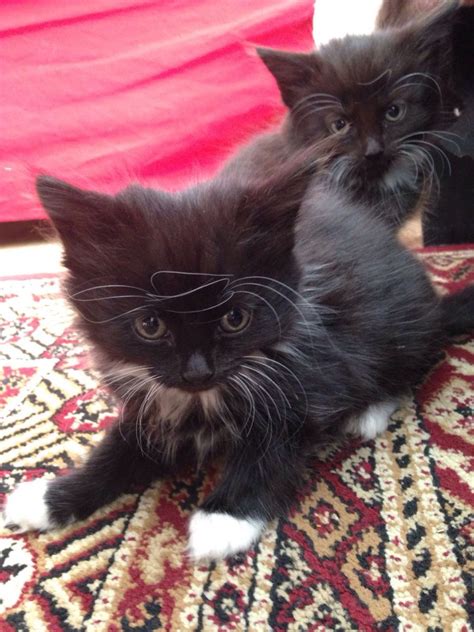 Friendly Cute Female Norwegian Forest Kittens Greenford Middlesex Pets4homes