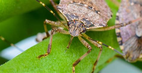 Brown Marmorated Stink Bugs Arrive In The Uk And Pose Threat To Crops