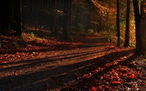 Shadow Forest Sunrise Path Leaves Fall Trees Nature Landscape
