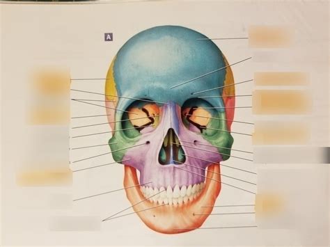 Anterior Skull Illustration Diagram Quizlet