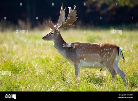 Sika Deer Cervus Nippon Stock Photo Alamy